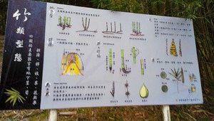 林業試驗所六龜研究中心竹類型態影像彩繪不鏽鋼板解說牌