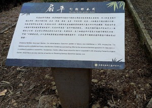 林業試驗所六龜研究中心扇平竹類標本園影像彩繪不鏽鋼板解說牌