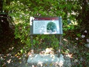 武陵農場桂花影像彩繪植物解說牌